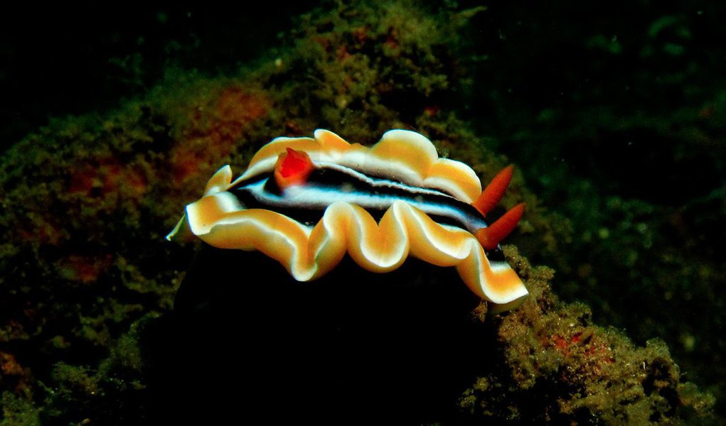 O consumo gigantesco que fazemos de remédios – sobretudo antidepressivos - influencia a vida dos animais aquáticos, tanto marinhos quanto de água doce. Os compostos que usamos para combater ansiedade e depressão mudam o comportamento de crustáceos e moluscos (Foto: Gisele Federicce) O consumo gigantesco que fazemos de remédios – sobretudo antidepressivos - influencia a vida dos animais aquáticos, tanto marinhos quanto de água doce. Os compostos que usamos para combater ansiedade e depressão mudam o comportamento de crustáceos e moluscos