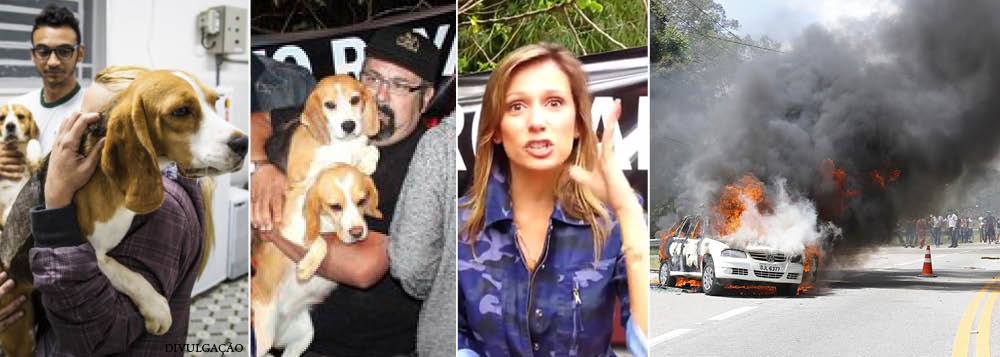Luisa Mell, uma das mais notórias defensoras dos animais no Brasil, convocou pelas redes sociais uma manifestação contra o Instituto Royal, que realiza pesquisas científicas com cães da raça beagle; "nós é que pagamos toda a crueldade que é realizada aqui", disse ela pela YouTube, antes de clamar pelo "Ocupa São Roque"; o protesto fechou a Rodovia Raposo Tavares, teve a participação de black blocs e terminou com carros da imprensa e da polícia incendiados; para a Sociedade Brasileira para o Progresso da Ciência, foi um ato marcado pela ignorância; e você, o que acha? (Foto: Leonardo Attuch) www.brasil247.com - Luisa Mell, uma das mais notórias defensoras dos animais no Brasil, convocou pelas redes sociais uma manifestação contra o Instituto Royal, que realiza pesquisas científicas com cães da raça beagle; "nós é que pagamos toda a crueldade que é realizada aqui", disse ela pela YouTube, antes de clamar pelo "Ocupa São Roque"; o protesto fechou a Rodovia Raposo Tavares, teve a participação de black blocs e terminou com carros da imprensa e da polícia incendiados; para a Sociedade Brasileira para o Progresso da Ciência, foi um ato marcado pela ignorância; e você, o que acha?