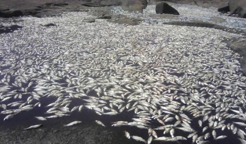 Na ação, o MPF quer que a Investco mantenha equipes de resgaste em prontidão nas primeiras horas do dia para resgatar peixes aprisionados nos pedrais do lago, evitando novas mortandades e apresente em 30 dias projeto definitivo de solução para o problema; o MPF também propõe na ação que o Operador Nacional do Sistema Elétrico (ONS) não determine mais a variação brusca do nível de água vertida na usina, a fim de dissipar a possibilidade de nova mortandade de peixes (Foto: Aquiles Lins) Na ação, o MPF quer que a Investco mantenha equipes de resgaste em prontidão nas primeiras horas do dia para resgatar peixes aprisionados nos pedrais do lago, evitando novas mortandades e apresente em 30 dias projeto definitivo de solução para o problema; o MPF também propõe na ação que o Operador Nacional do Sistema Elétrico (ONS) não determine mais a variação brusca do nível de água vertida na usina, a fim de dissipar a possibilidade de nova mortandade de peixes