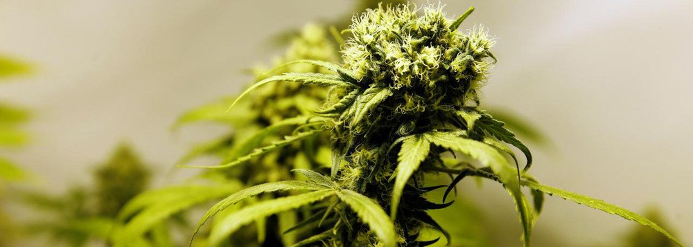 África do Sul legaliza o consumo privado de maconha África do Sul legaliza o consumo privado de maconha