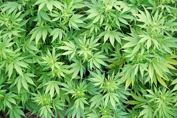 Cultivo de maconha para fins medicinais será colocado em consulta pública Cultivo de maconha para fins medicinais será colocado em consulta pública