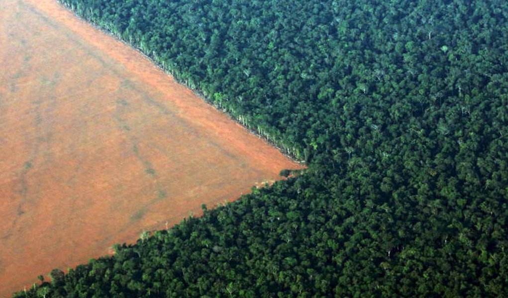 Greenpeace: em um ano, Brasil desmatou equivalente a um milhão de campos de futebol Greenpeace: em um ano, Brasil desmatou equivalente a um milhão de campos de futebol