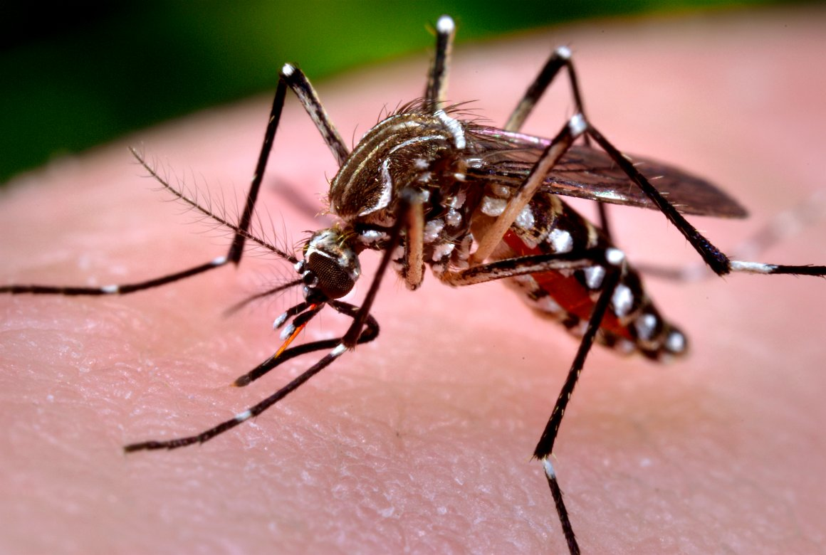 Casos de dengue mais que dobram no estado de São Paulo Casos de dengue mais que dobram no estado de São Paulo