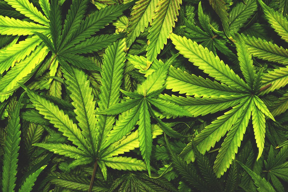 Tailândia aprova uso medicinal da maconha Tailândia aprova uso medicinal da maconha