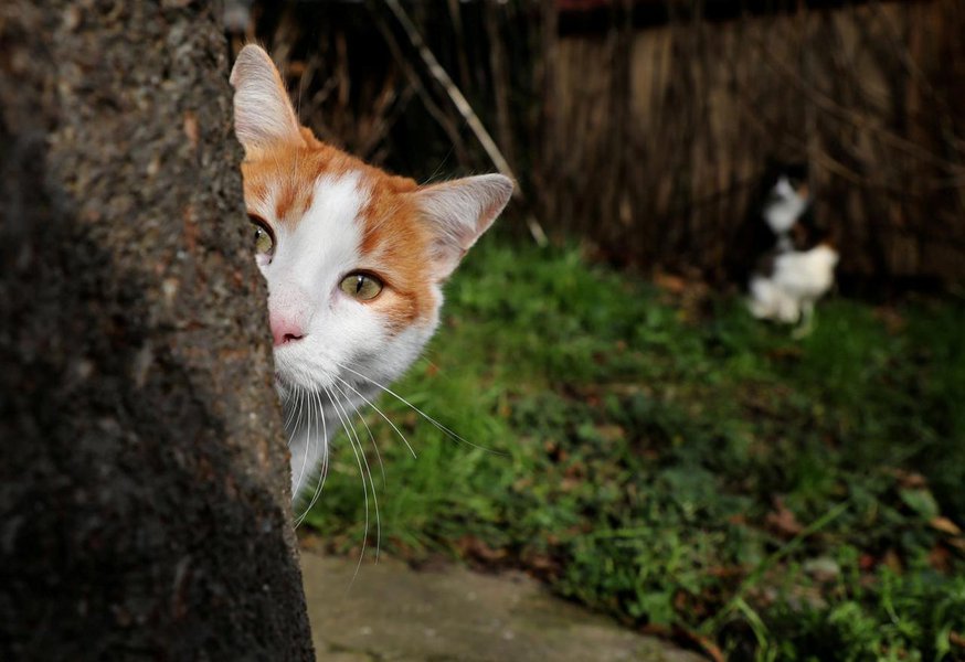 Grã-Bretanha proibirá vendas de filhotes de cães e gatos em pet shops (Foto: Goran Tomasevic/Reuters) Grã-Bretanha proibirá vendas de filhotes de cães e gatos em pet shops