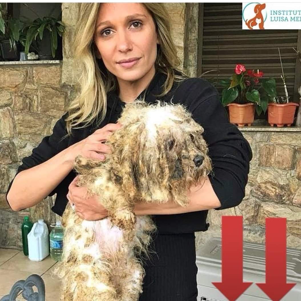A crueldade e a criminalidade por trás da criação dos cães de raça vendidos em Pet Shops www.brasil247.com - A crueldade e a criminalidade por trás da criação dos cães de raça vendidos em Pet Shops