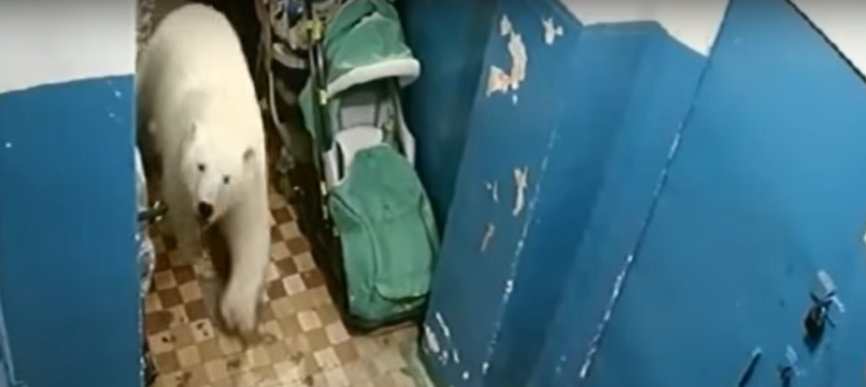 Cidade russa é invadida por ursos polares; veja vídeos (Foto: Reprodução YouTube) Cidade russa é invadida por ursos polares; veja vídeos