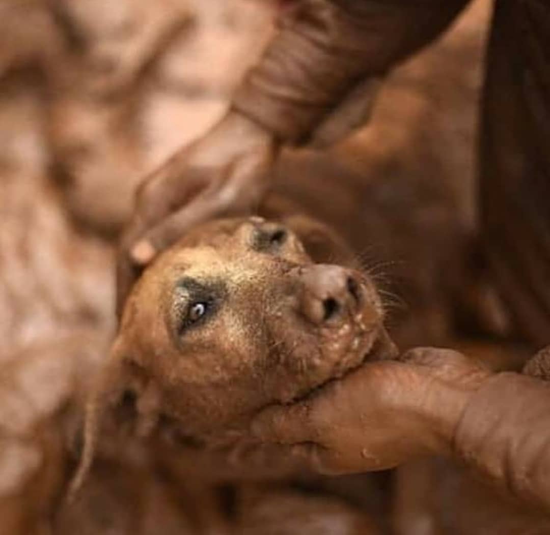 Animais de grande porte aguardam helicóptero para içá-los em Brumadinho www.brasil247.com - Animais de grande porte aguardam helicóptero para içá-los em Brumadinho