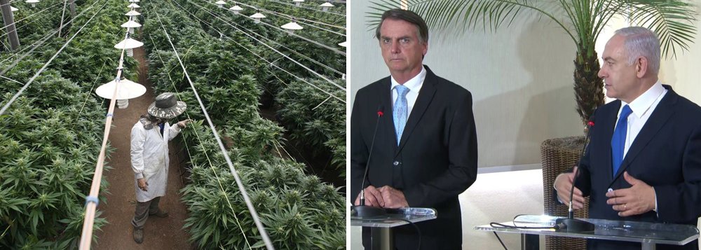 Israel, de Netanyahu, libera maconha caseira. Vai copiar, Bolsonaro? Israel, de Netanyahu, libera maconha caseira. Vai copiar, Bolsonaro?