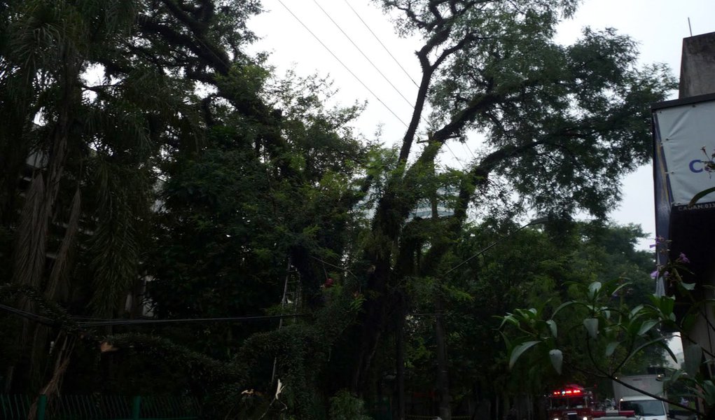 Queda de árvore atinge rede de trólebus em São Paulo (Foto: Divulgação) Queda de árvore atinge rede de trólebus em São Paulo