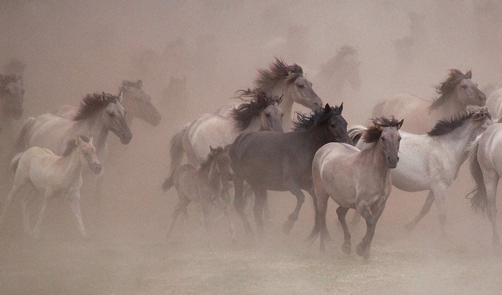 Família alemã protege os últimos cavalos selvagens europeus (Foto: Divulgação) Família alemã protege os últimos cavalos selvagens europeus