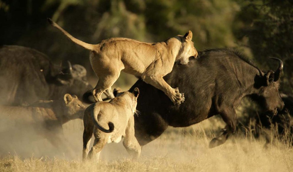 Leões X Búfalos: batalha no Kruger Park (Foto: Divulgação) Leões X Búfalos: batalha no Kruger Park