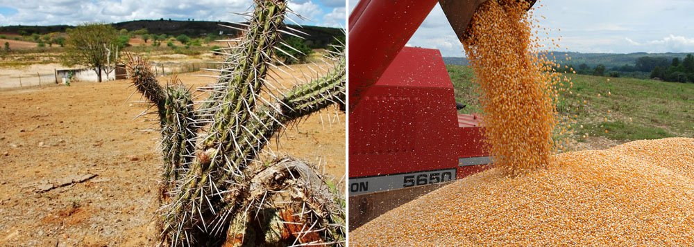 Seca: Conab compra 55 mil toneladas de milho Seca: Conab compra 55 mil toneladas de milho