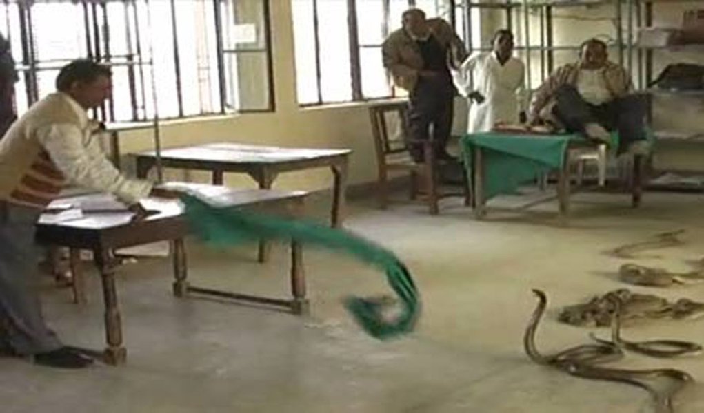 Índia: agricultores abrem cestos com cobras em protesto (Foto: Reprodução) www.brasil247.com - Índia: agricultores abrem cestos com cobras em protesto