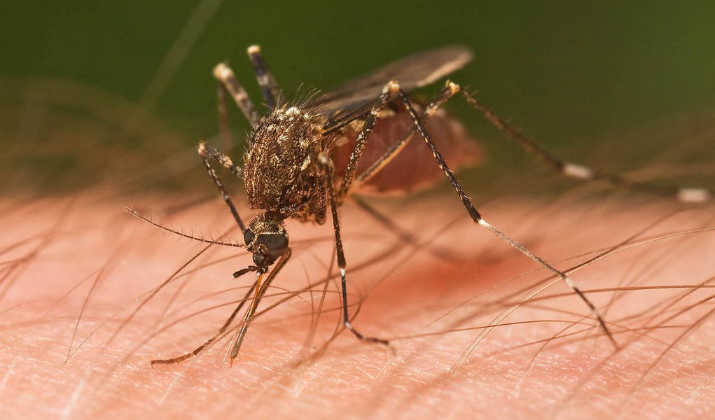 Paraguai sofre pior epidemia de dengue da história Paraguai sofre pior epidemia de dengue da história