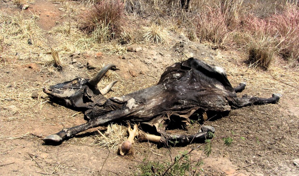 Seca já matou um milhão de bois na Bahia Seca já matou um milhão de bois na Bahia