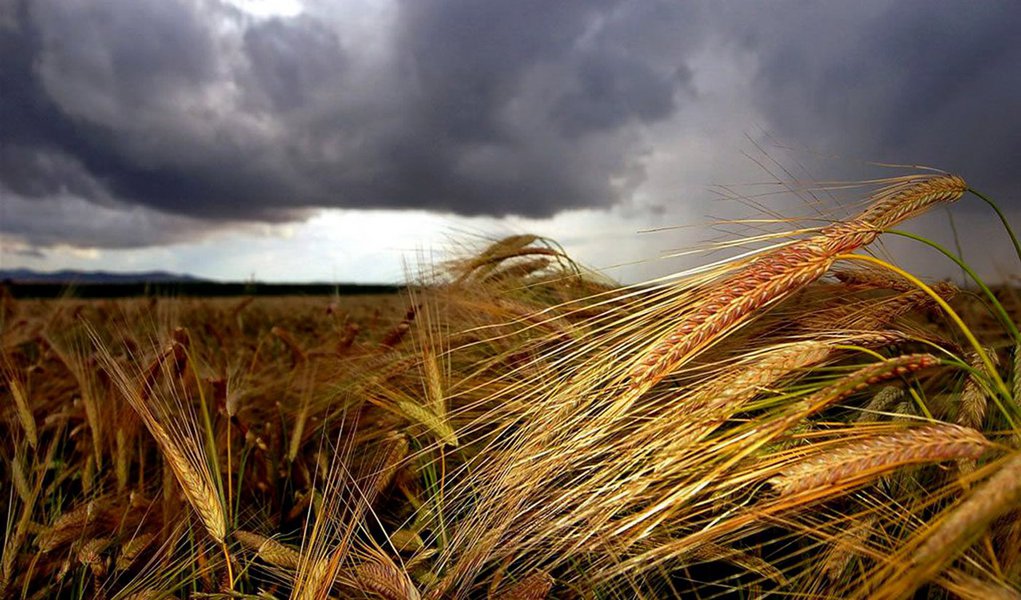 Açúcar, cereais e óleos estimulam preços dos alimentos, diz FAO (Foto: Divulgação) Açúcar, cereais e óleos estimulam preços dos alimentos, diz FAO