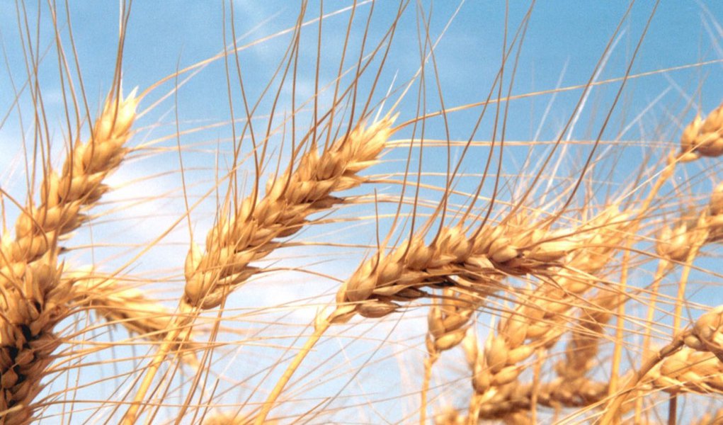 PIB agropecuário é puxado por exportações e produtividade (Foto: Divulgação) PIB agropecuário é puxado por exportações e produtividade