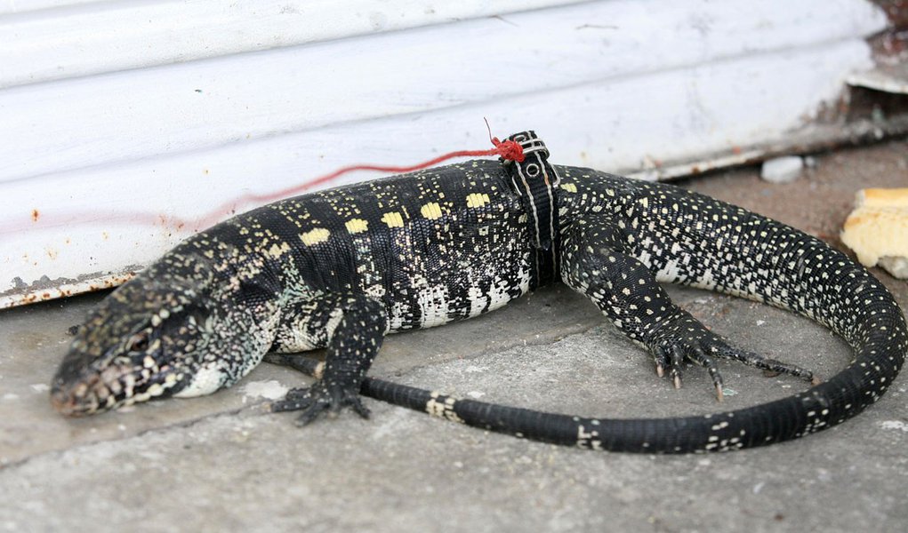 Armas e um lagarto são apreendidos no Rio (Foto: JADSON MARQUES/AGÊNCIA ESTADO) www.brasil247.com - Armas e um lagarto são apreendidos no Rio