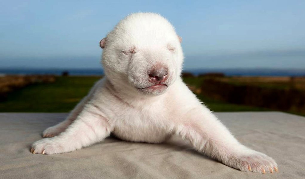 Filhote de urso polar será destaque em reality (Foto: Divulgação) Filhote de urso polar será destaque em reality