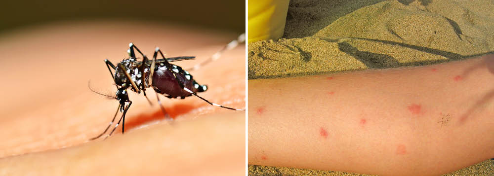 Surto de dengue já matou 50 pessoas em Minas Surto de dengue já matou 50 pessoas em Minas