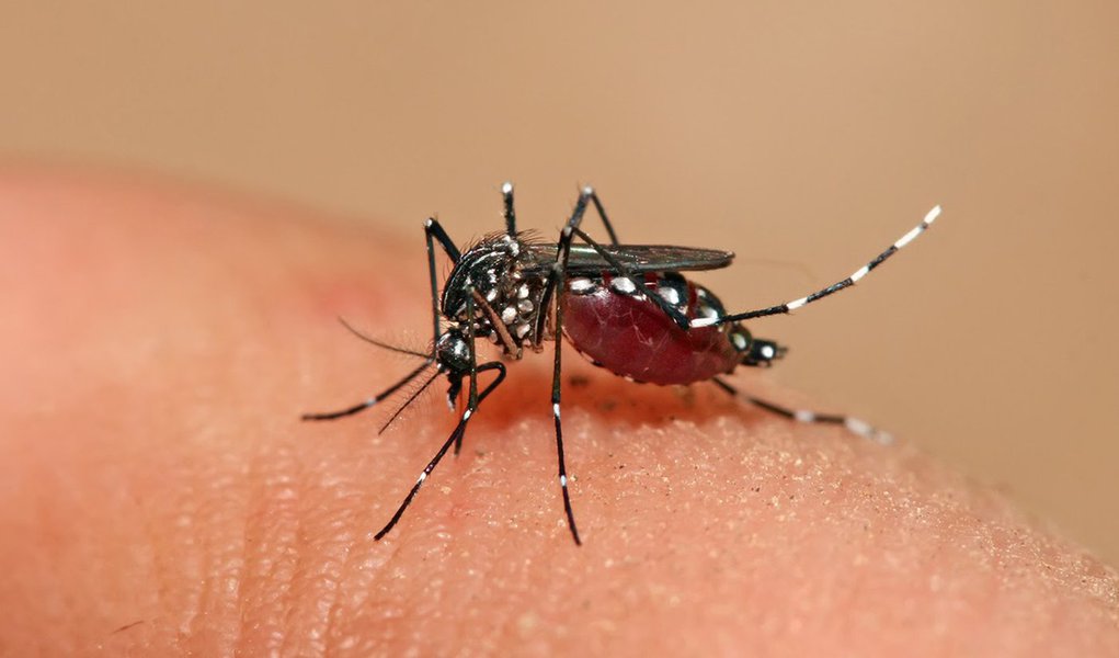 Bahia é campeã em casos de dengue no Nordeste Bahia é campeã em casos de dengue no Nordeste
