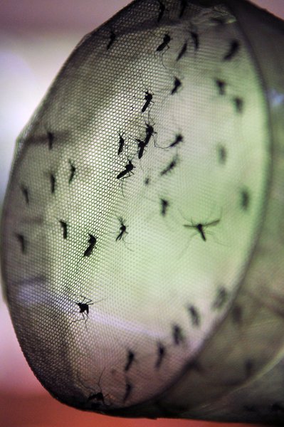 Em Minas, casos de dengue até março chegam a 38 mil (Foto: FABIO RODRIGUES-POZZEBOM/ABR ) Em Minas, casos de dengue até março chegam a 38 mil