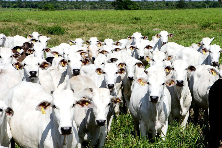 Alagoas deve se tornar área livre da aftosa em junho Alagoas deve se tornar área livre da aftosa em junho