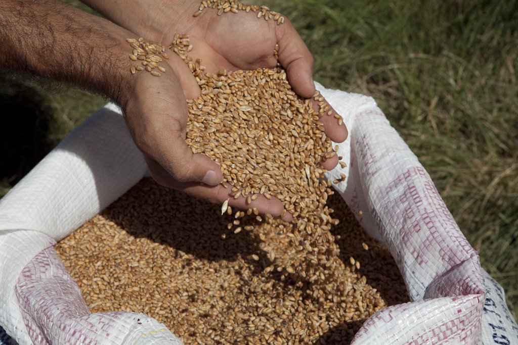 Com melhora do trigo gaúcho, produtores usam terras no inverno (Foto: Claudio Fachel-Pal�cio Piratini) Com melhora do trigo gaúcho, produtores usam terras no inverno