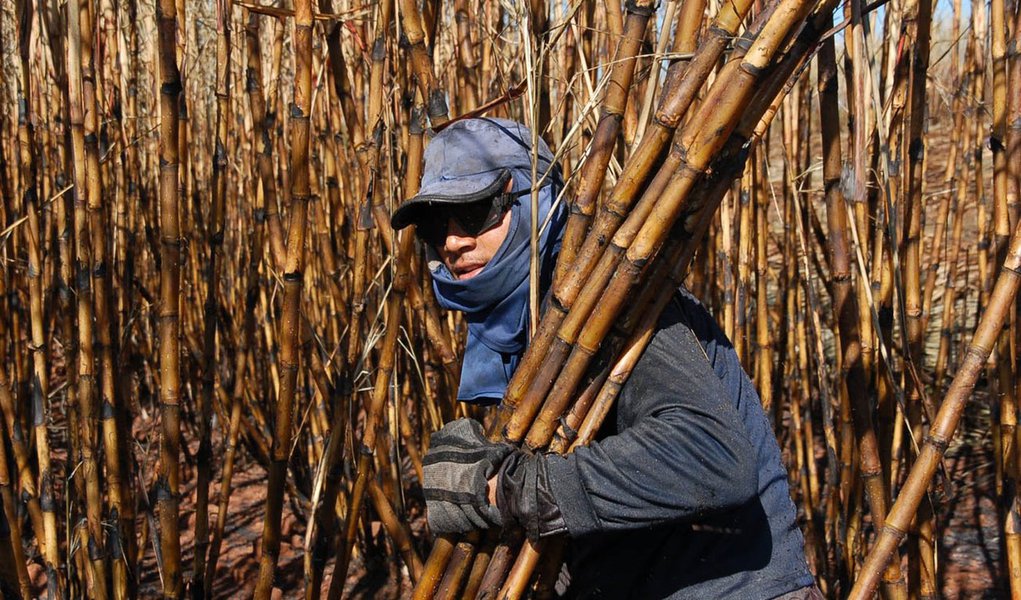 Canavieiros cobram ajuda Federal em função da seca Canavieiros cobram ajuda Federal em função da seca