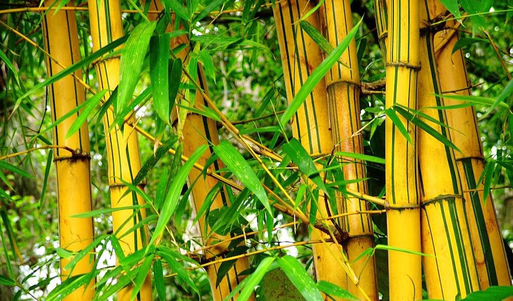 Bambu é alternativa de energia limpa (Foto: Divulgação) Bambu é alternativa de energia limpa