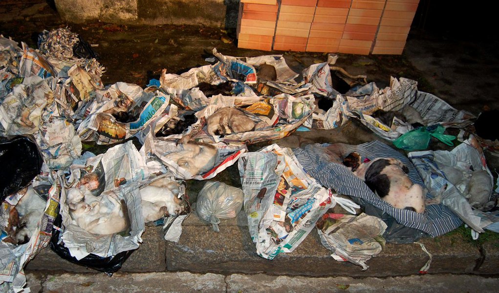 Suspeita de matar 39 animais em SP está solta (Foto: HÉLIO TORCHI/AGÊNCIA ESTADO) Suspeita de matar 39 animais em SP está solta