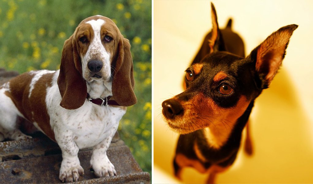 Mulher joga dois cães pela janela do 10º andar (Foto: Divulgação) Mulher joga dois cães pela janela do 10º andar