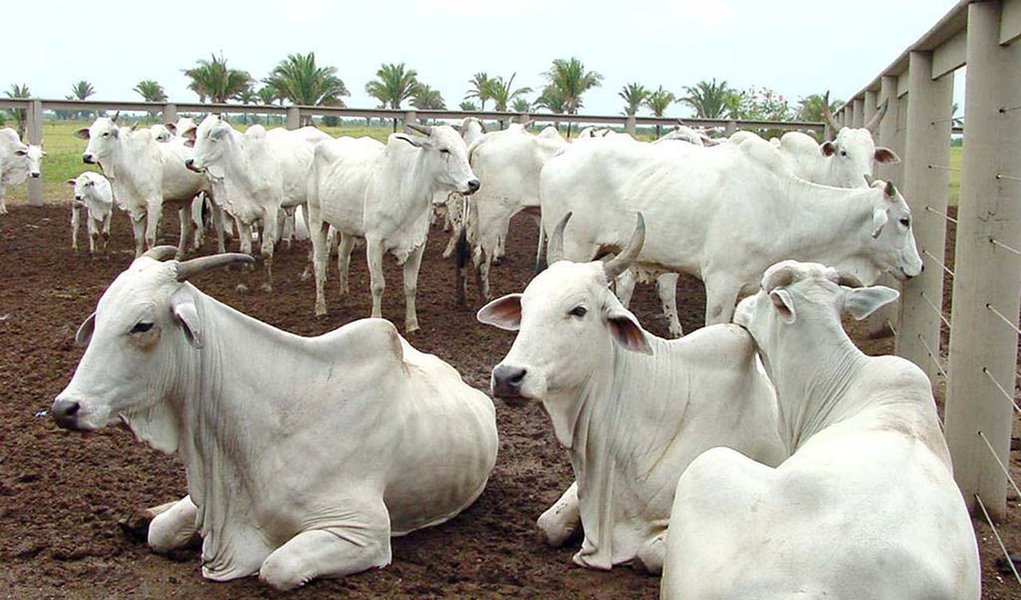 Paraguai nega que Brasil e Argentina tenham fechado fronteiras para o gado do país (Foto: DIVULGAÇÃO) Paraguai nega que Brasil e Argentina tenham fechado fronteiras para o gado do país