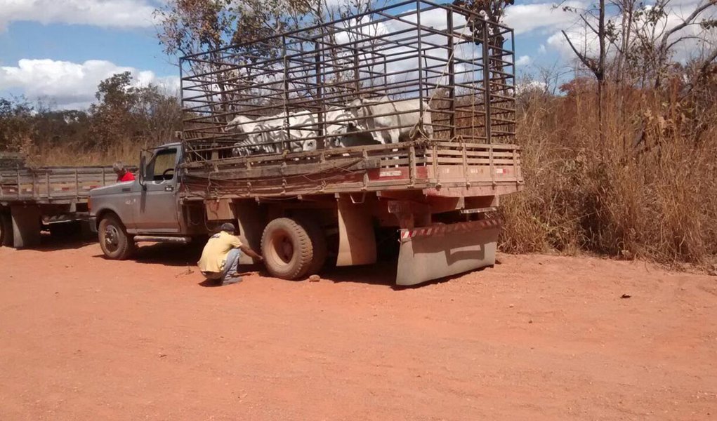 Furto de gado é frustrado pela PM em Arraias (Foto: PM-TO/Divulgação) Furto de gado é frustrado pela PM em Arraias