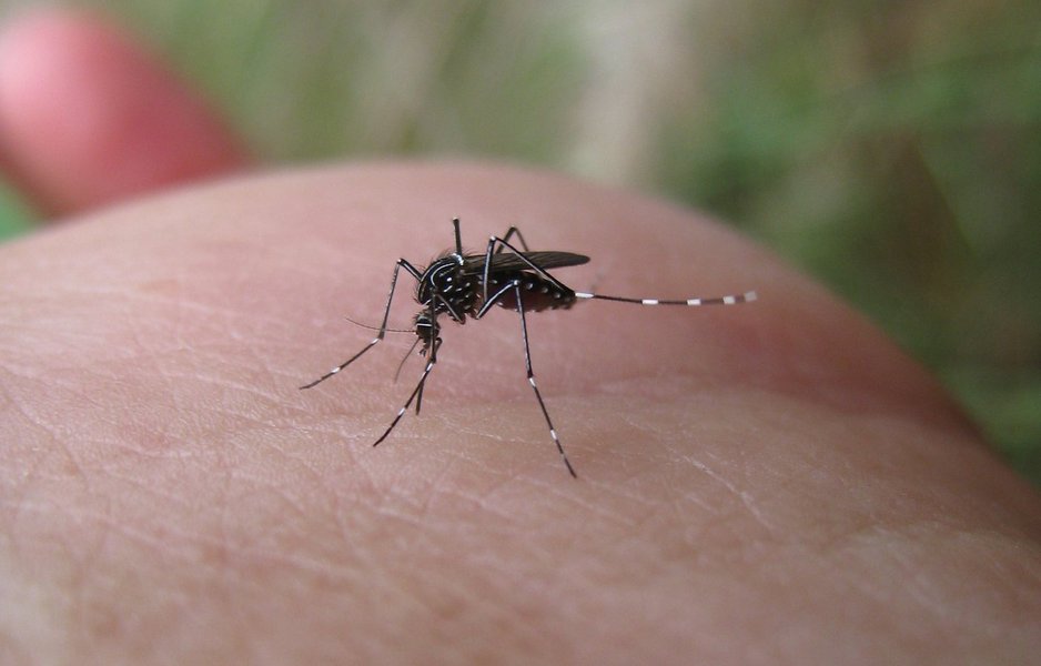 Transmissão de dengue em 2016 tem comportamento diferente de anos anteriores Transmissão de dengue em 2016 tem comportamento diferente de anos anteriores
