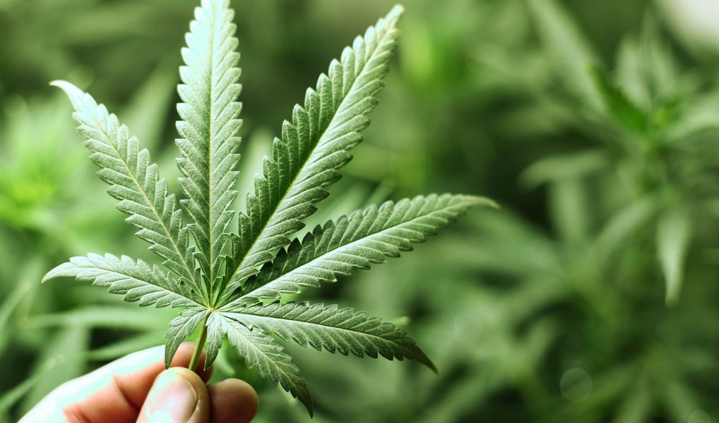 Uruguai venderá maconha em pacotes de 10 gramas Uruguai venderá maconha em pacotes de 10 gramas