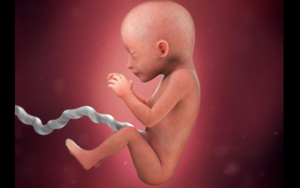 Epigenética. O estilo de vida dos pais influencia o feto Epigenética. O estilo de vida dos pais influencia o feto