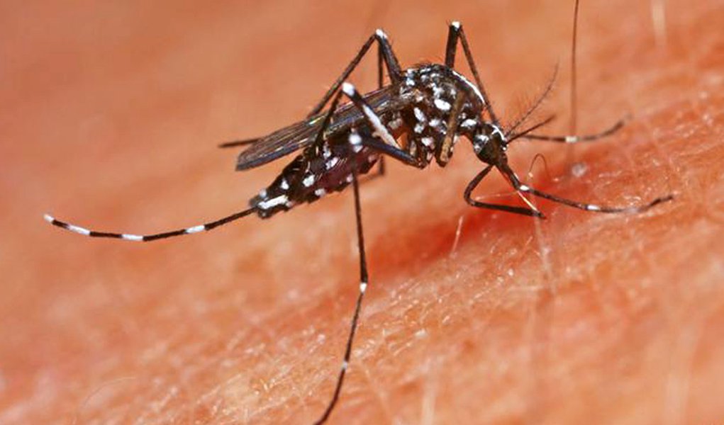 Disparam no Brasil mortes por chikungunya Disparam no Brasil mortes por chikungunya