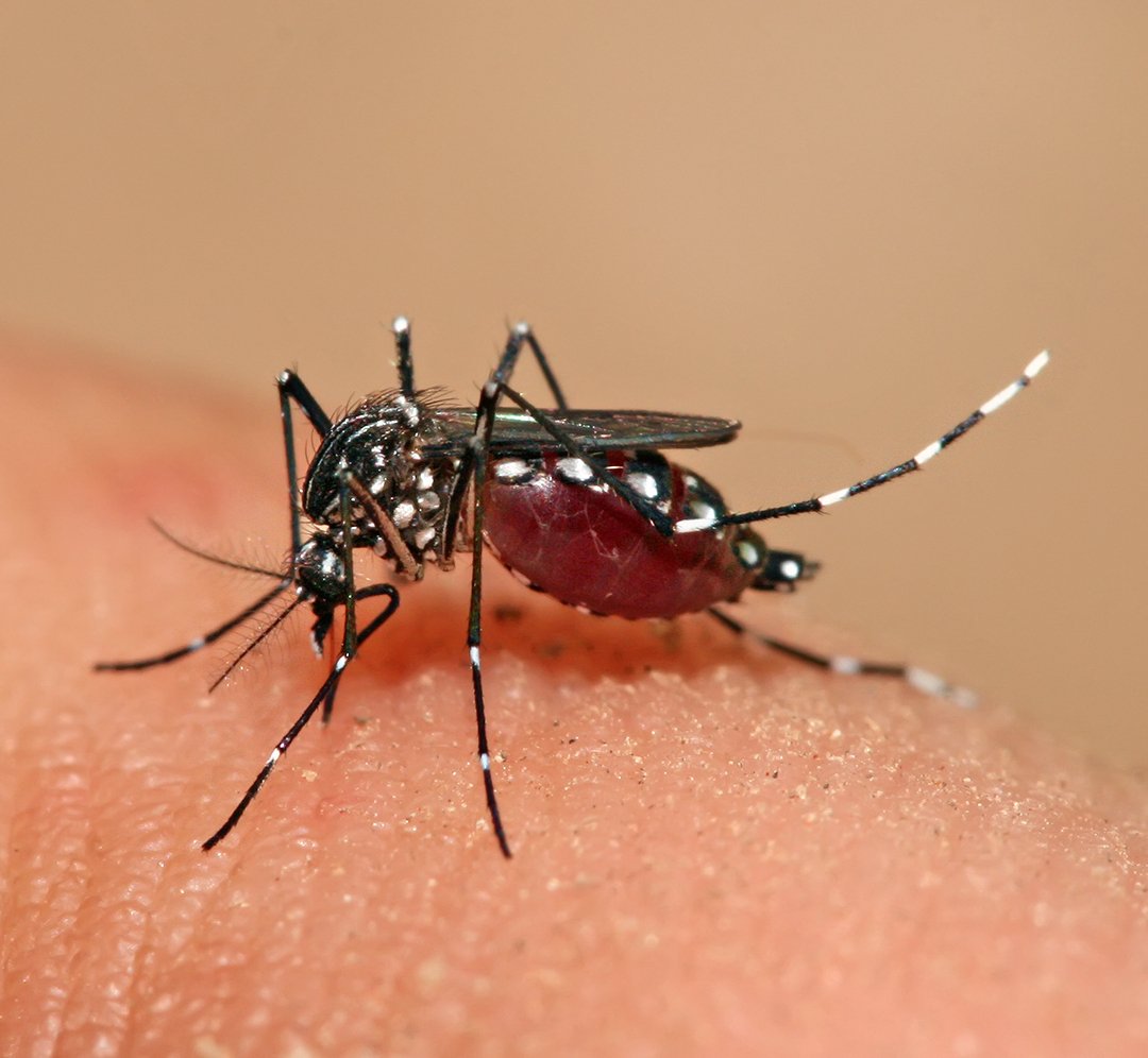 Governo lança protocolo de vigilância e resposta à microcefalia Governo lança protocolo de vigilância e resposta à microcefalia