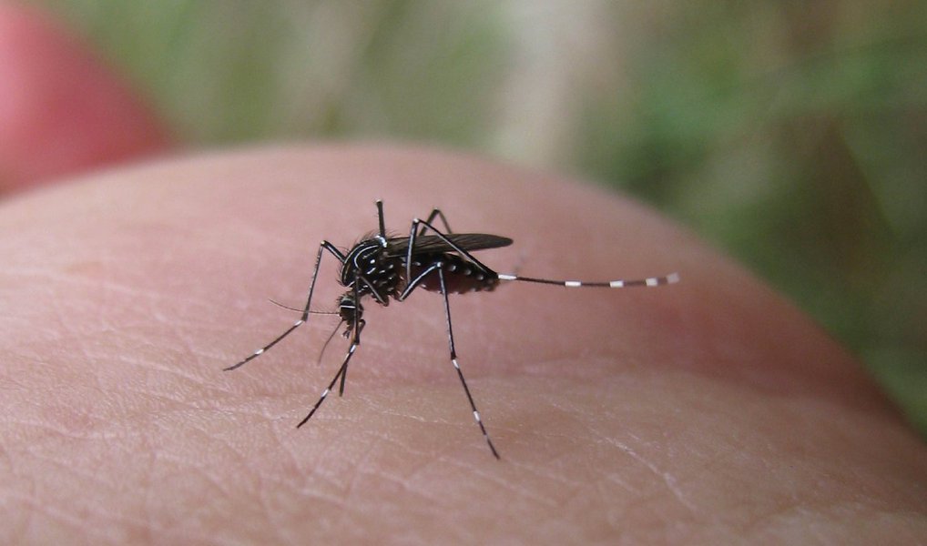 Brasil vive tríplice epidemia de vírus transmitidos pelo Aedes aegypti Brasil vive tríplice epidemia de vírus transmitidos pelo Aedes aegypti