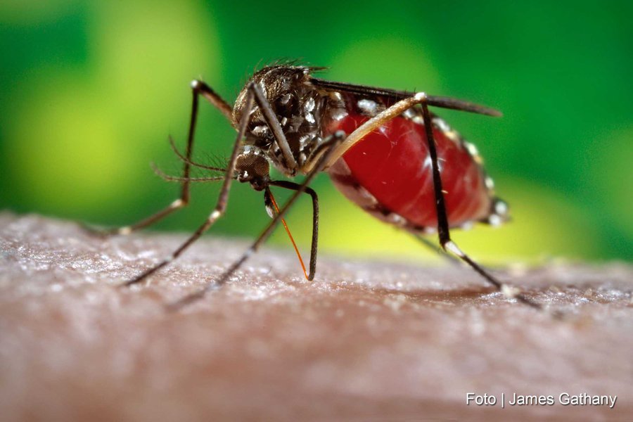 Ministério da Saúde confirma relação entre vírus Zika e microcefalia Ministério da Saúde confirma relação entre vírus Zika e microcefalia