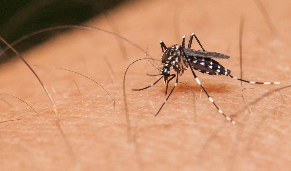 Canadá confirma primeiro caso de Zika transmitido sexualmente (Foto: lirtlon) Canadá confirma primeiro caso de Zika transmitido sexualmente