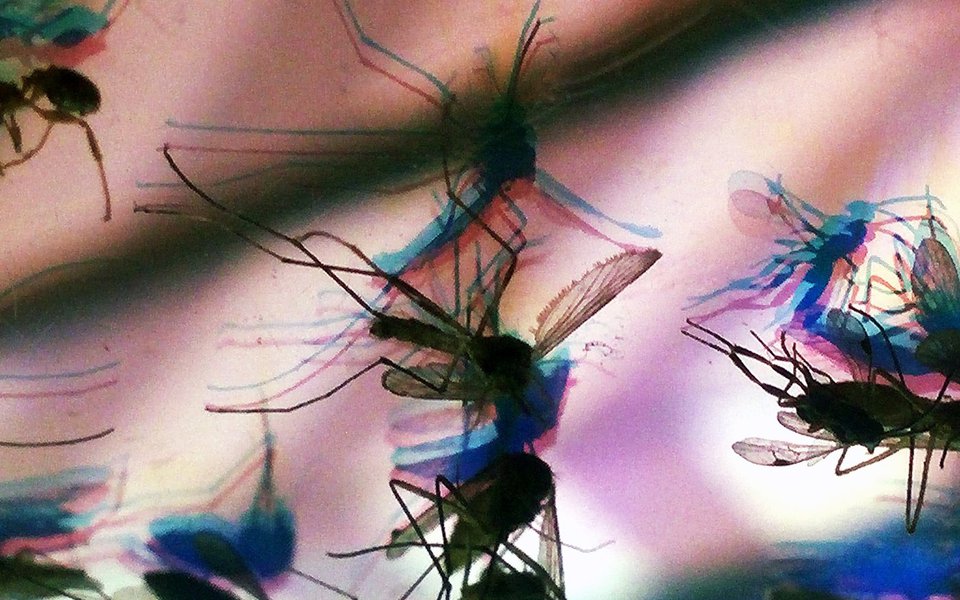 Zika. Impacto na América Latina pode chegar a US$ 18 bilhões (Foto: Foto: Fernanda Carvalho/ Fotos Públicas) Zika. Impacto na América Latina pode chegar a US$ 18 bilhões