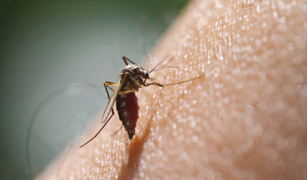 Estudo da Fiocruz aponta pernilongo como potencial transmissor do Zika Estudo da Fiocruz aponta pernilongo como potencial transmissor do Zika