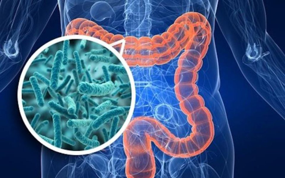 Um zoo na barriga. Bactérias controlam a fome e a saciedade Um zoo na barriga. Bactérias controlam a fome e a saciedade