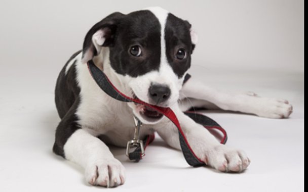 Zooterapia. O cachorro é o melhor amigo do seu coração Zooterapia. O cachorro é o melhor amigo do seu coração