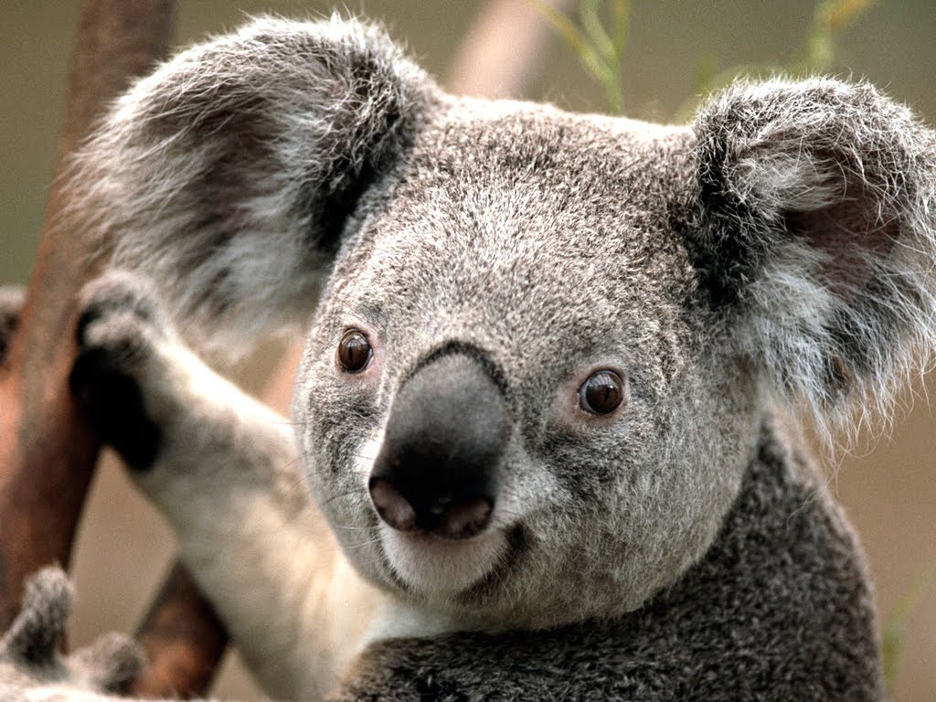 Campanha quer atrair mais turistas para a Austrália Campanha quer atrair mais turistas para a Austrália
