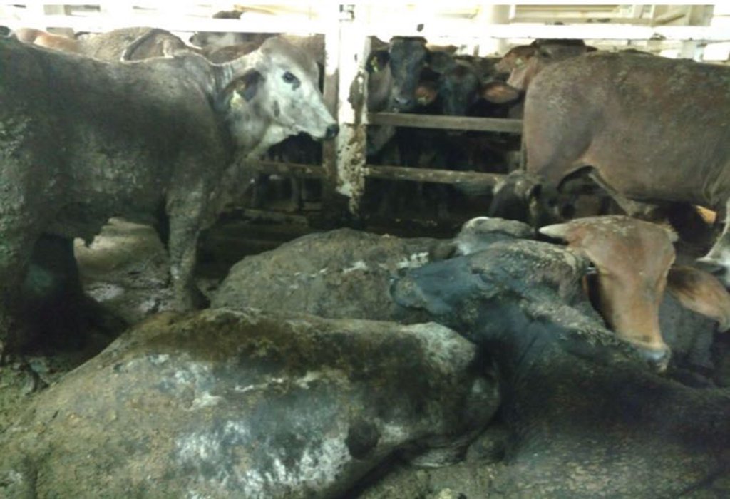 A crueldade animal e o novo golpe da bancada ruralista www.brasil247.com - A crueldade animal e o novo golpe da bancada ruralista