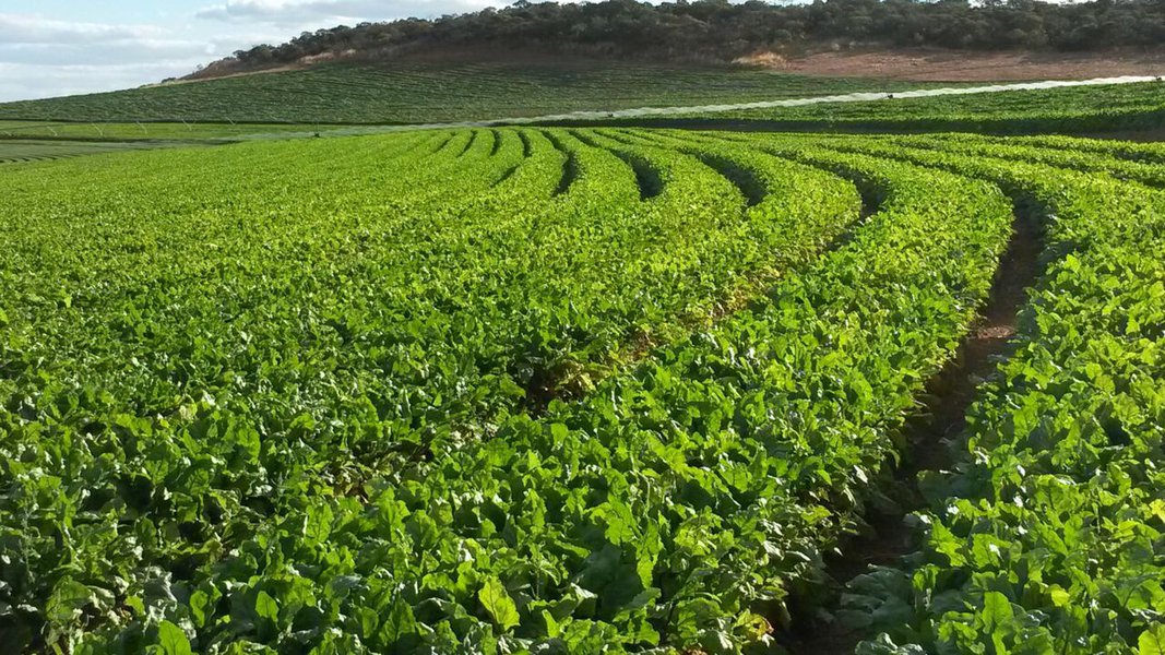 Alagoas reduz área e número de estabelecimentos agropecuários, diz IBGE Alagoas reduz área e número de estabelecimentos agropecuários, diz IBGE